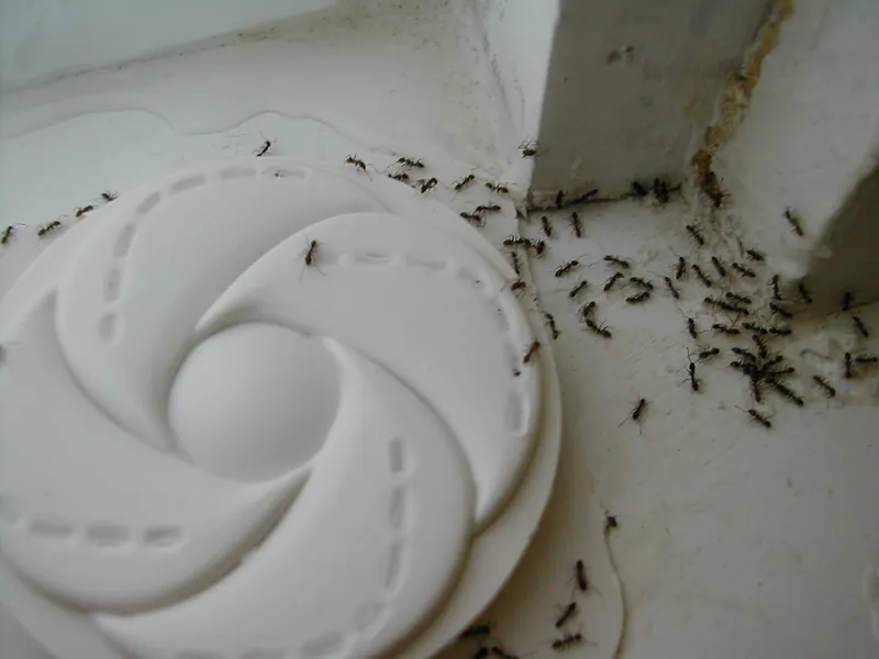 Decenas de hormigas argentinas (Linepithema humile) avanzan en fila por el marco de una ventana