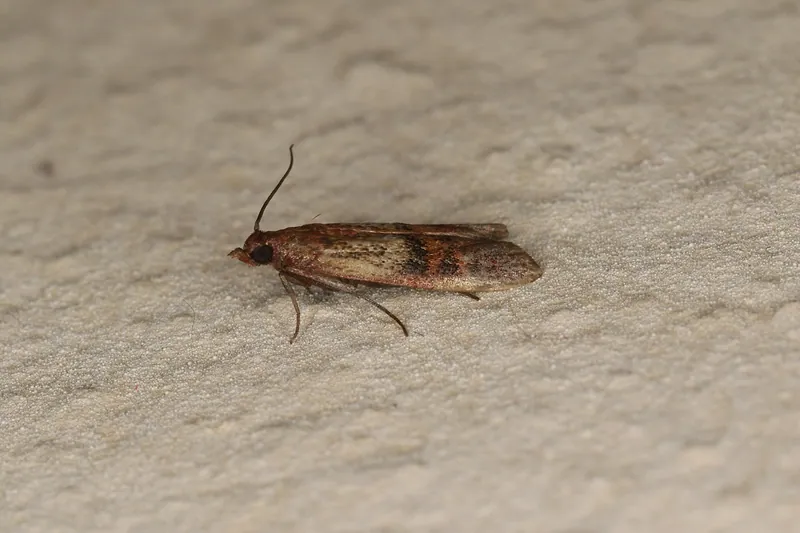 Polilla de la despensa (Plodia interpunctella) posada sobre una pared