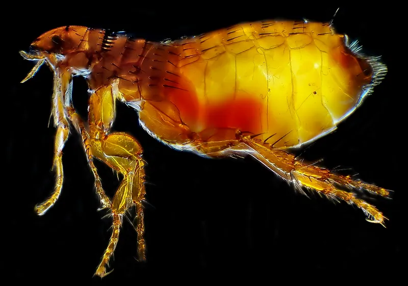 Pulga del gato (Ctenocephalides felis) fotografiada de perfil con gran aumento