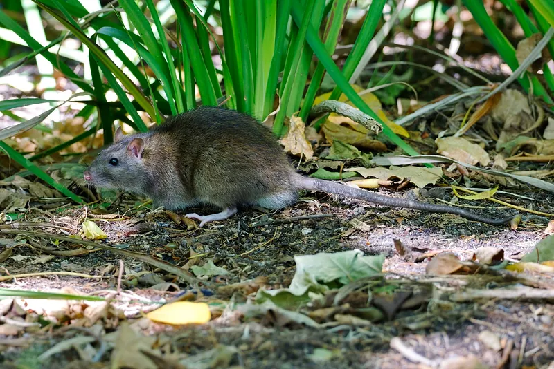 Guarén o rata parda (Rattus norvegicus) recorriendo el suelo de un jardín entre hojas secas