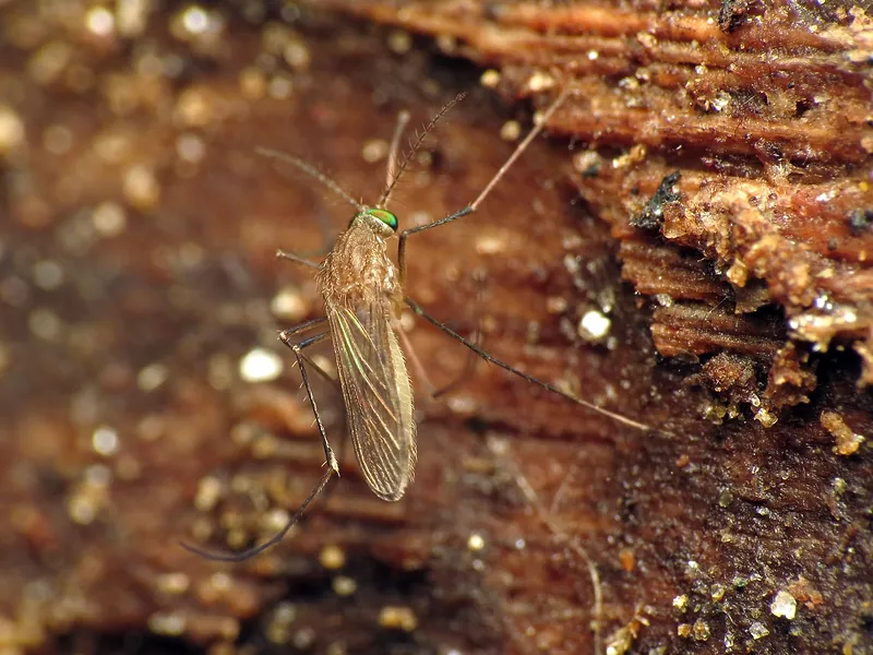 Zancudo común (Culex pipiens) posado sobre un trozo de madera